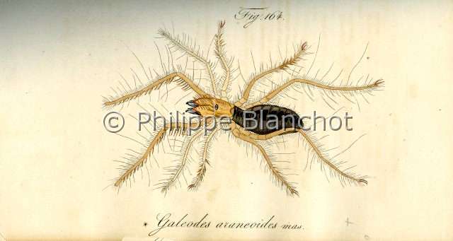 Collection-araignees_ 012.JPG - Archives Araignees, Arachniden, Dr Carl Wilhelm Hahn, 1831, Galeodes araneoides